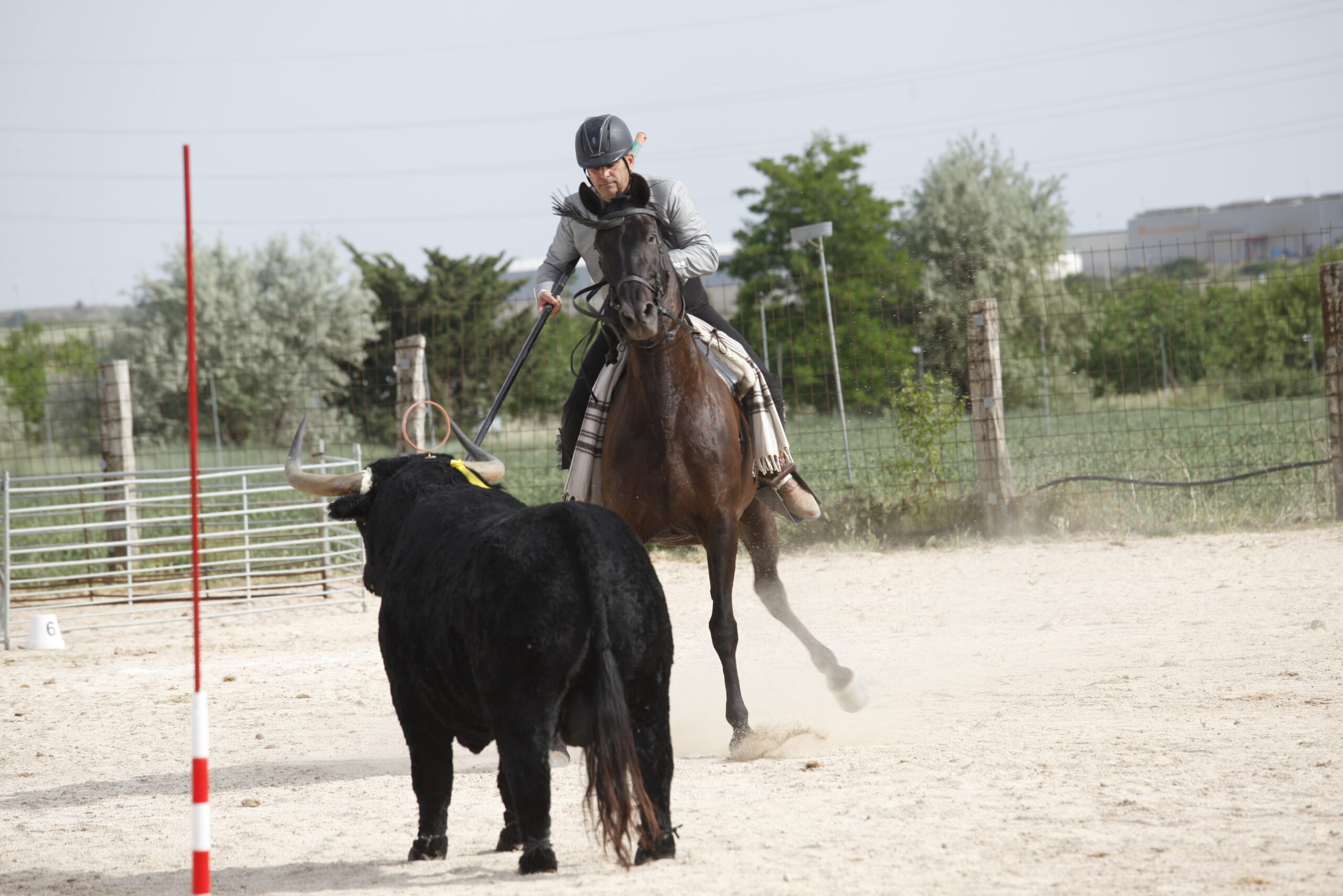 Equitación de trabajo – Federación Navarra de Hípica