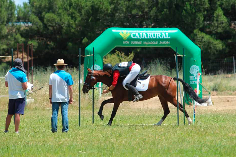 Curso de Juez Nacional de TREC N1