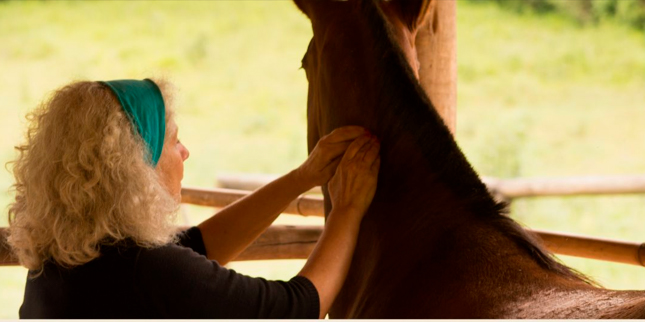 Respirar caballo