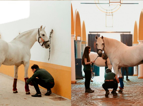 Convocatoria de la Real Escuela Andaluza del Arte Ecuestre